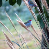 Red-browed Finches