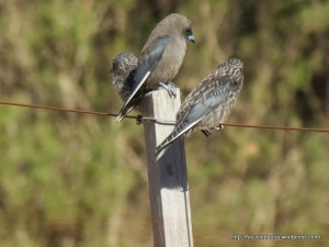 Adult and juvenile Dusky Woodswallows