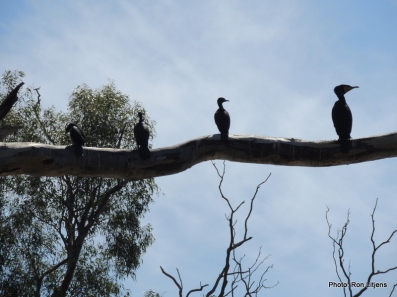 A variety of cormorants