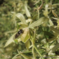 Common Hover Fly on Small-leaved Clematis