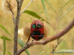 Red jewel bug