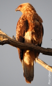 Whistling Kite (Haliastur sphenurus) DSCN0824
